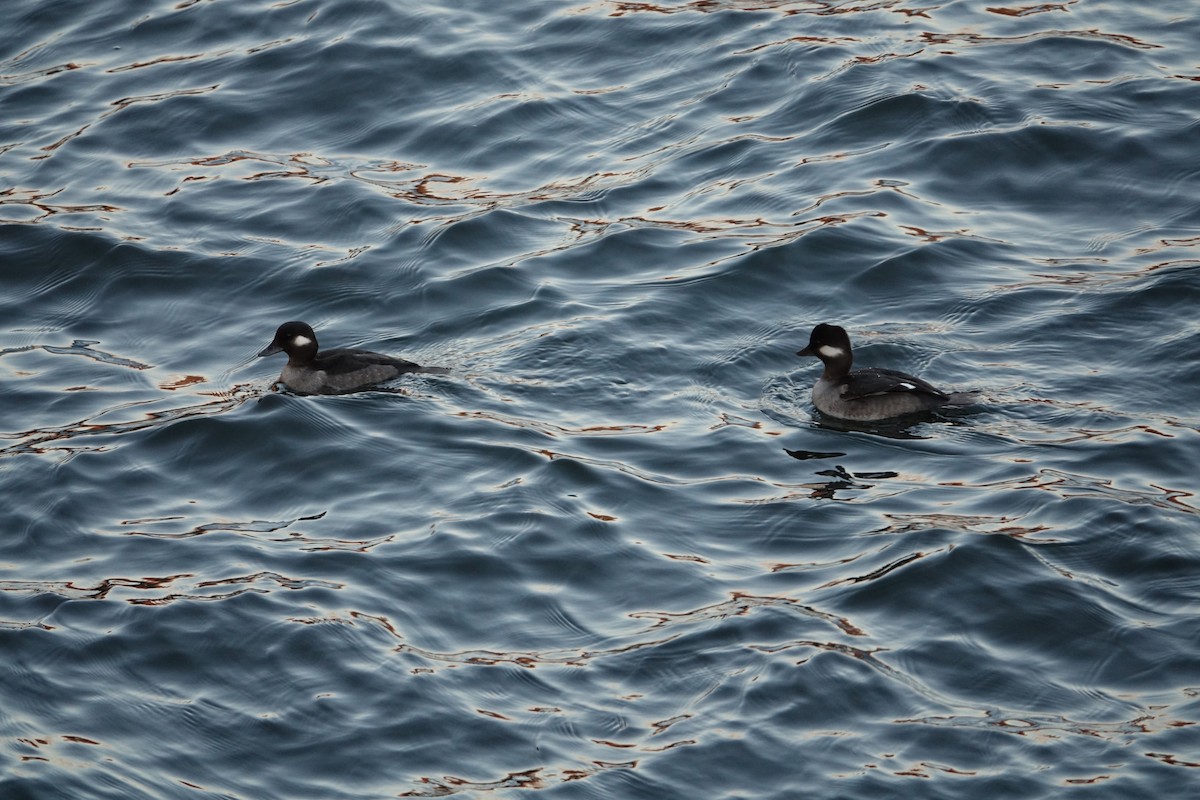 Bufflehead - ML399211161