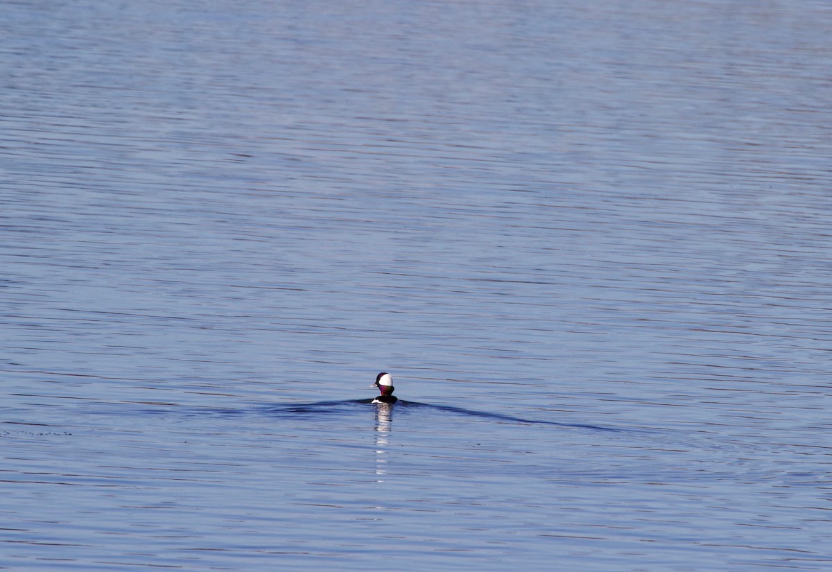 Bufflehead - ML399211651