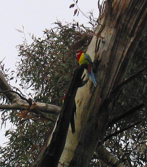 Eastern Rosella - ML39921201