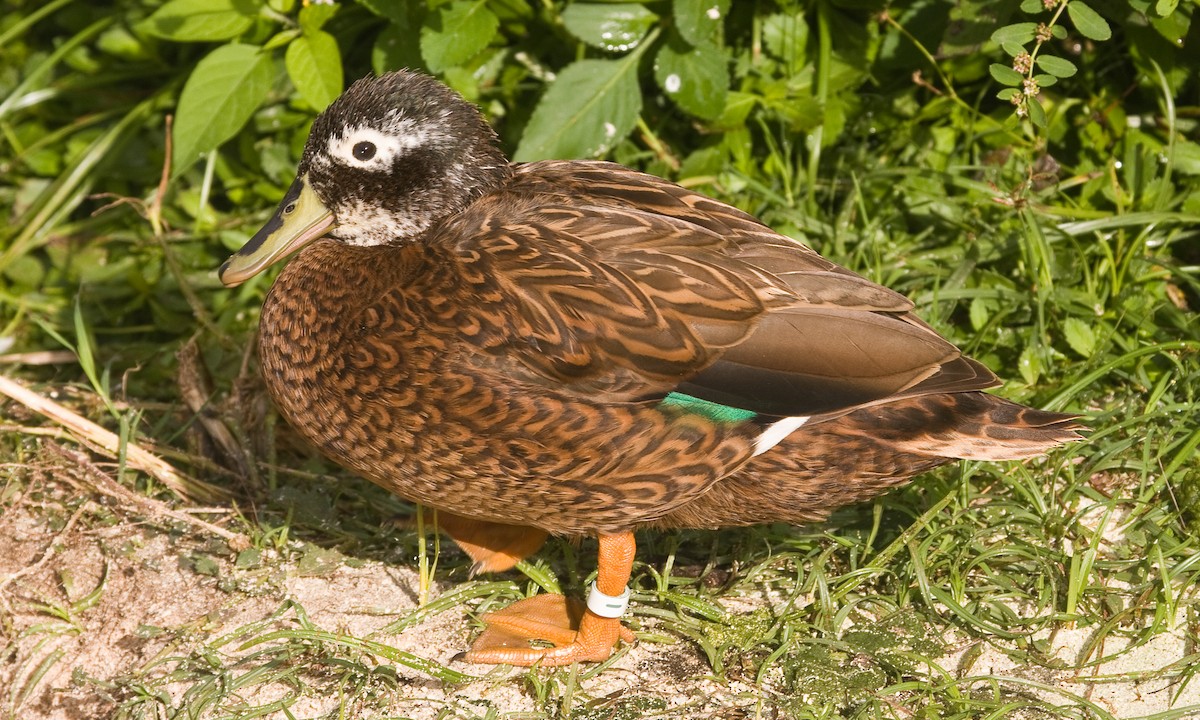 Laysan Duck - Eric VanderWerf