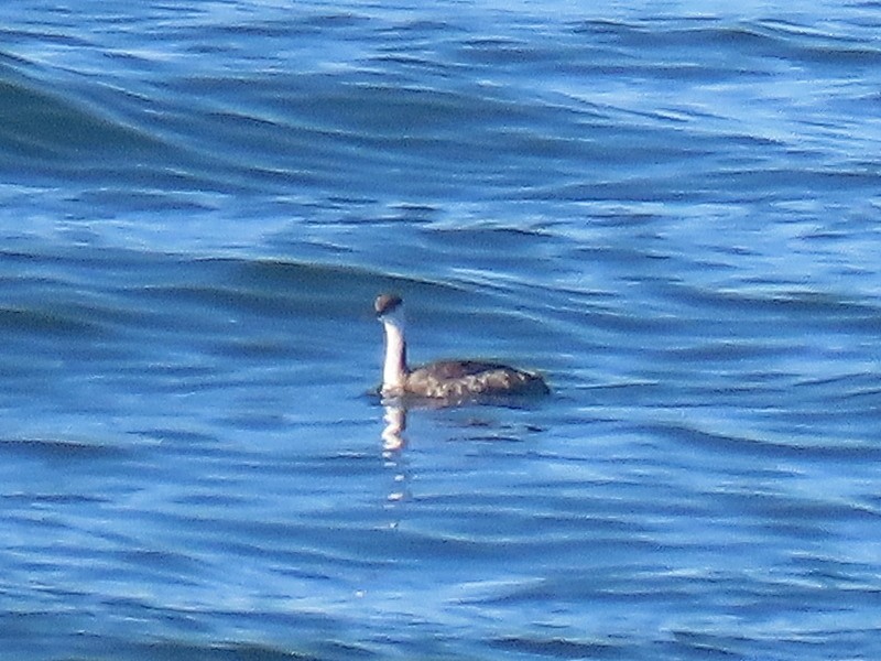 Western Grebe - ML399213841