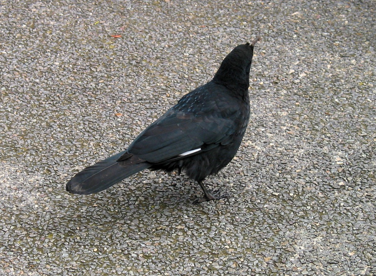 White-winged Chough - ML39921471