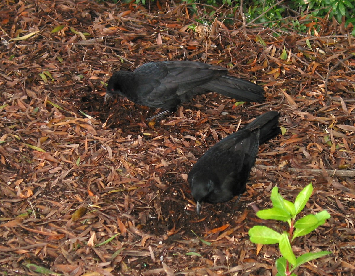 White-winged Chough - ML39921481