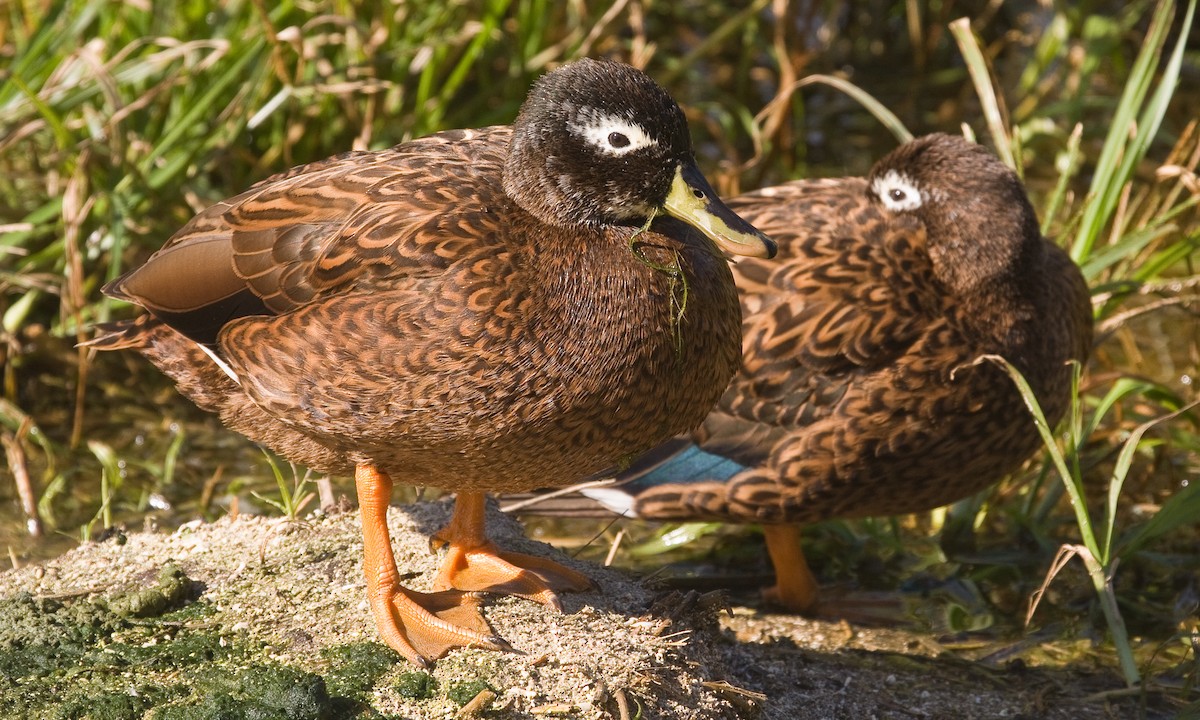 Laysan Duck - Eric VanderWerf