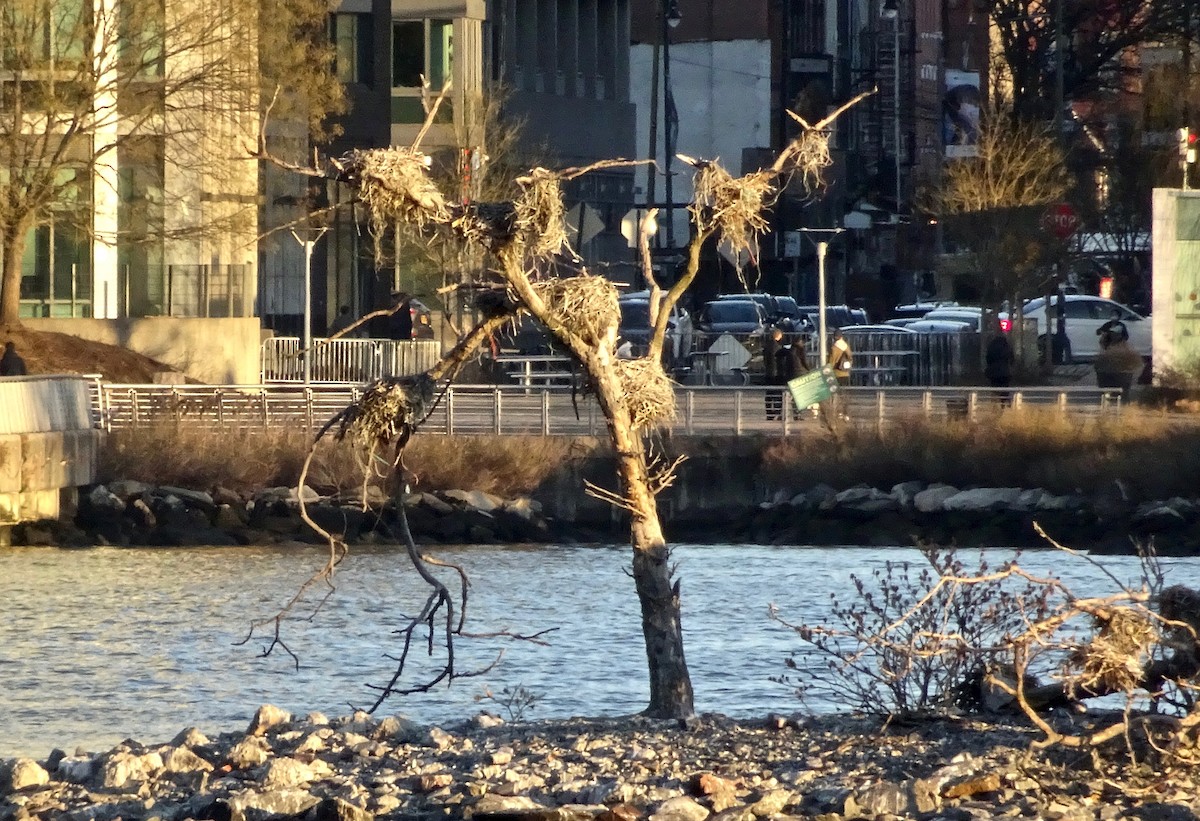 Double-crested Cormorant - ML399216501