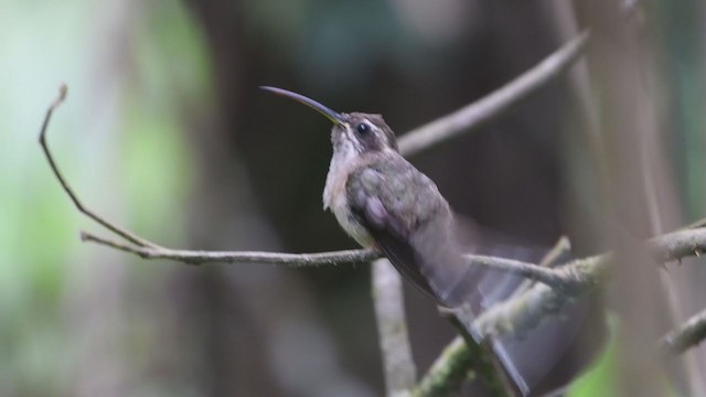 Dunkelkehl-Schattenkolibri - ML399216971