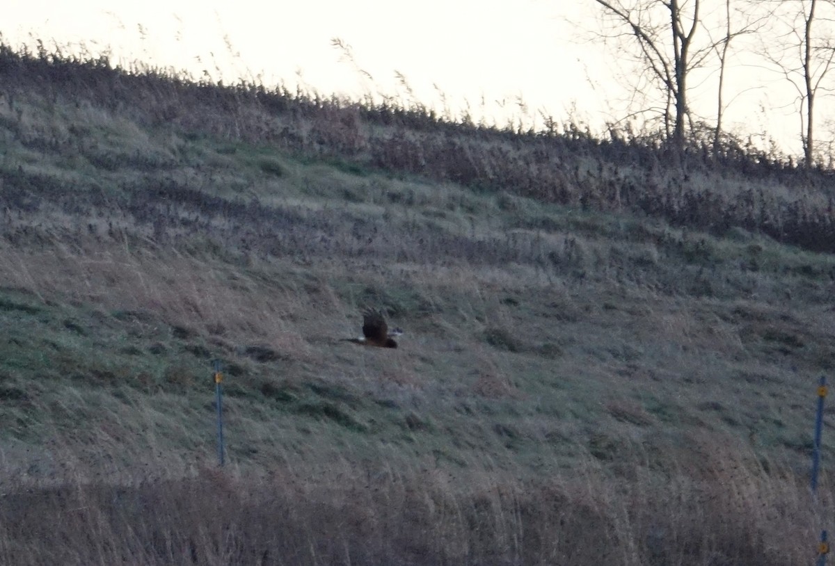 Northern Harrier - ML399217981