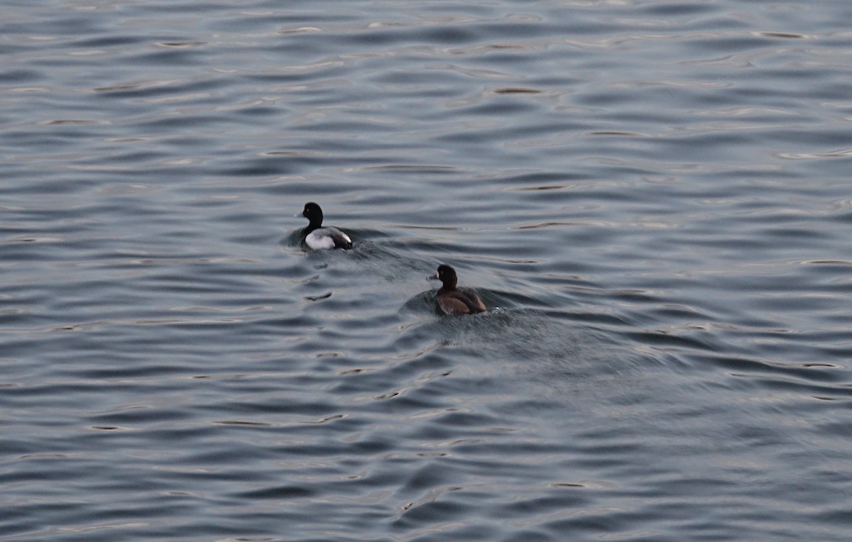 Greater/Lesser Scaup - ML399218241