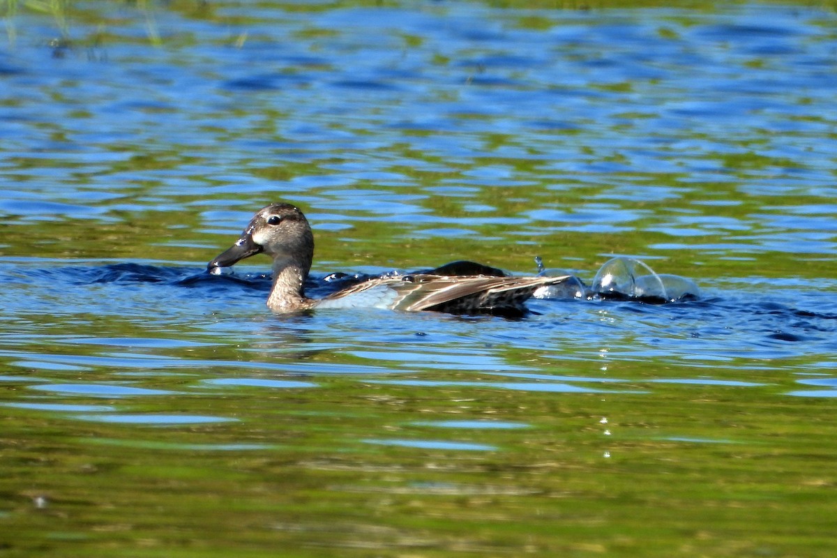 Blue-winged Teal - ML399218321