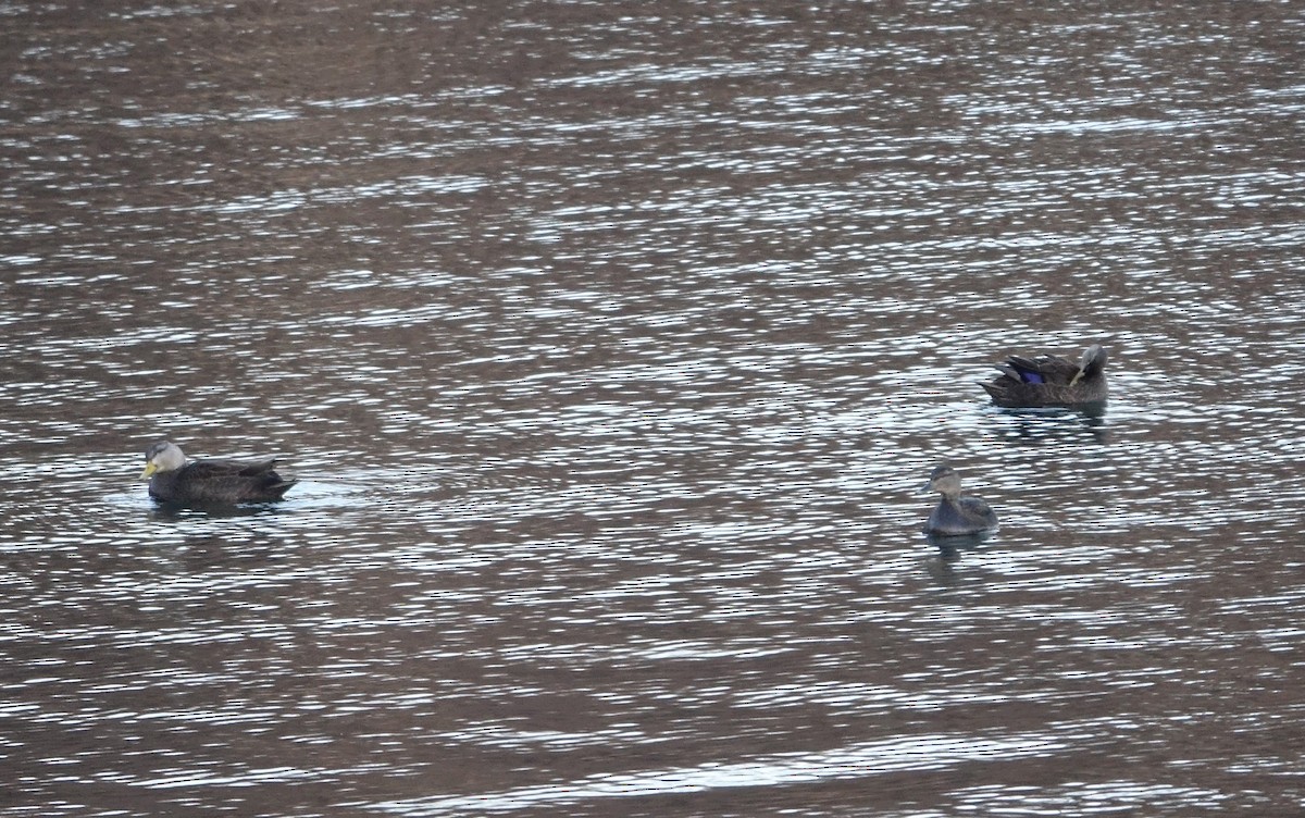 American Black Duck - ML399218541