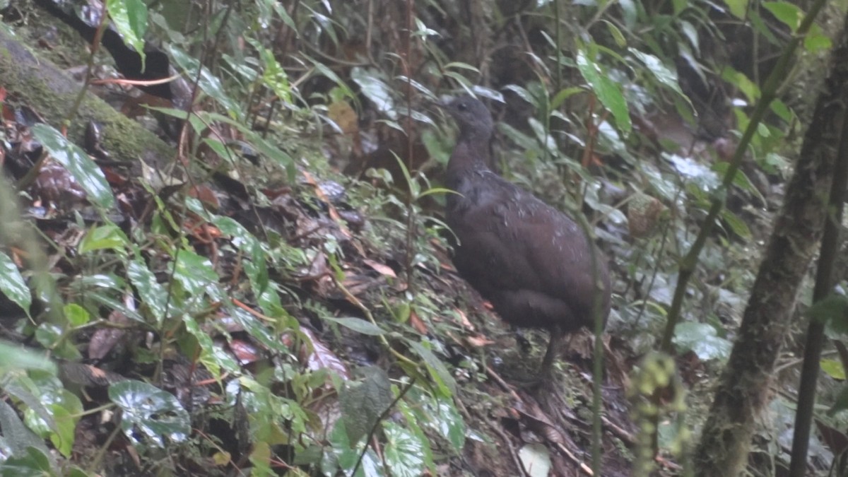 Hooded Tinamou - ML399219261