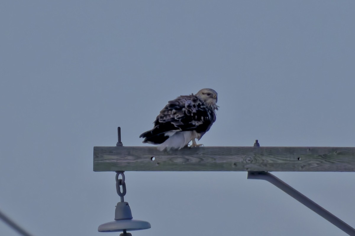 Rough-legged Hawk - ML399219991