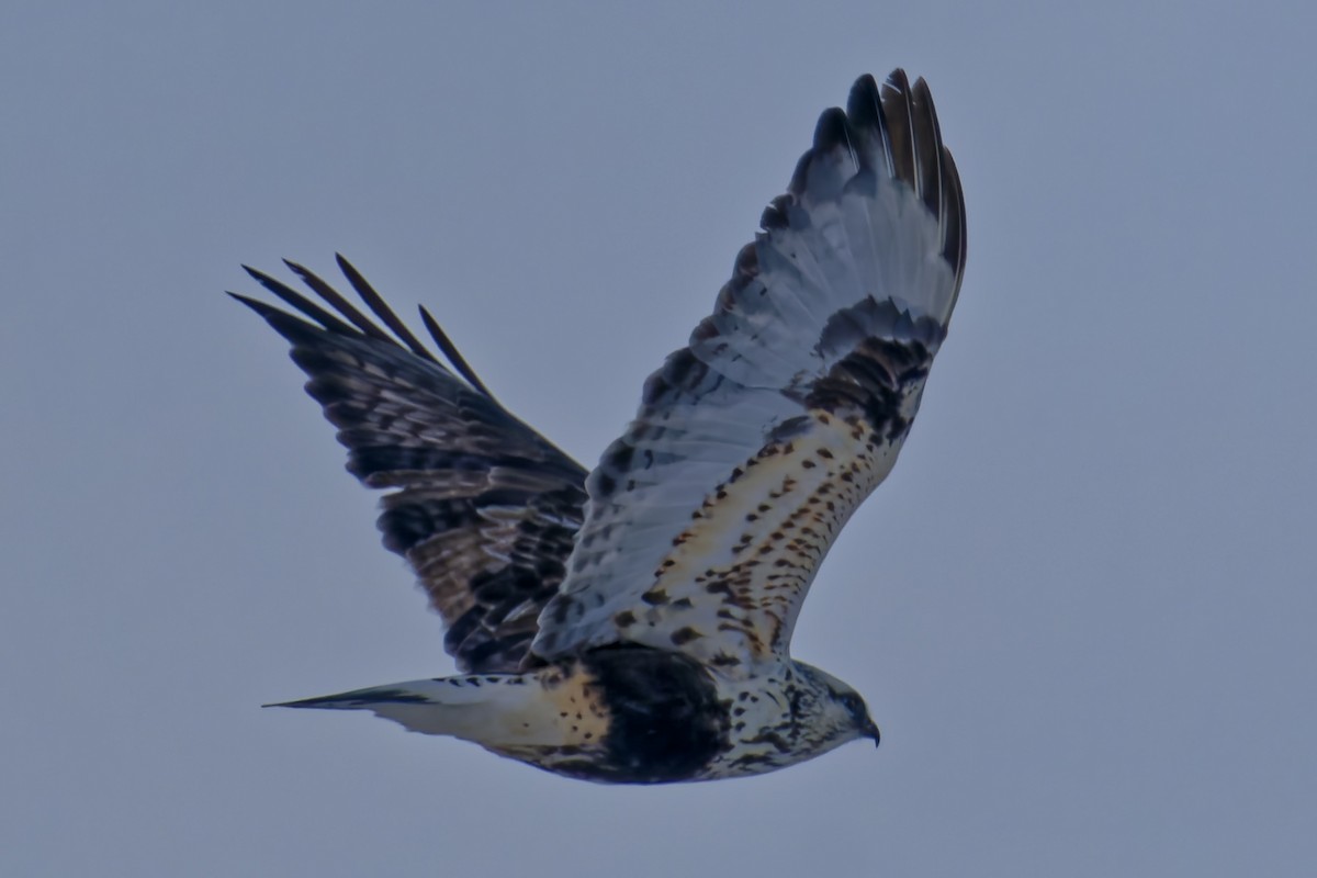 Rough-legged Hawk - ML399220011