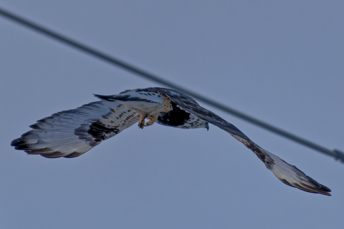 Rough-legged Hawk - ML399220021