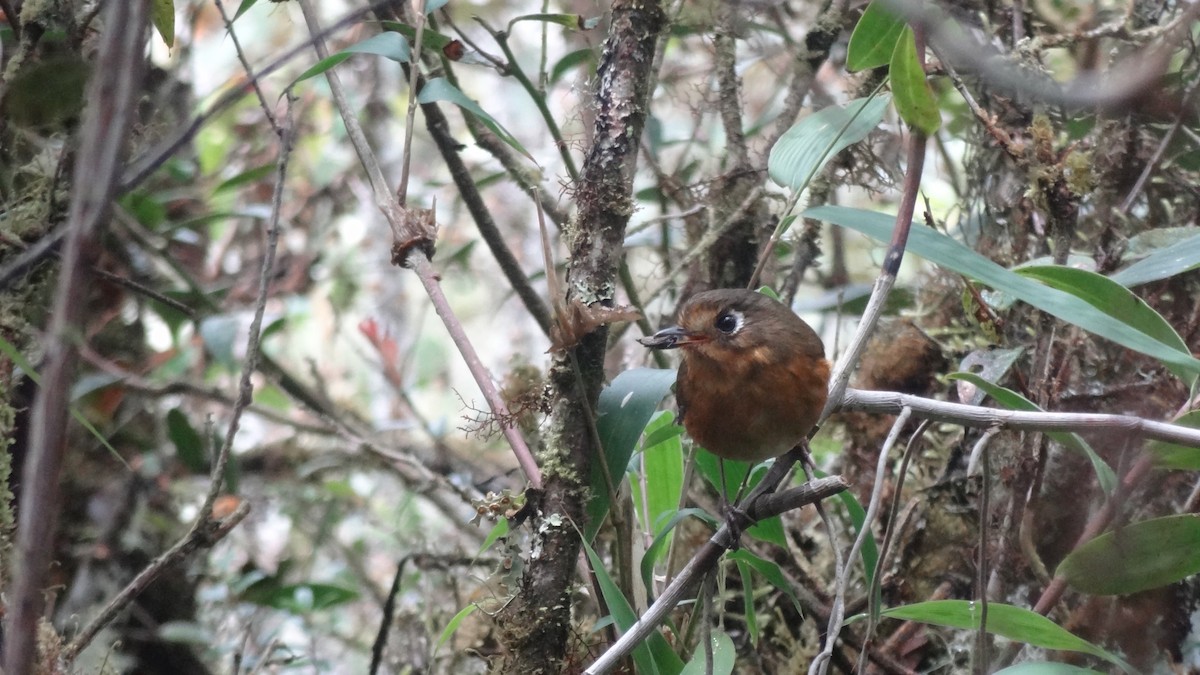 Leymebamba Antpitta - ML399220611