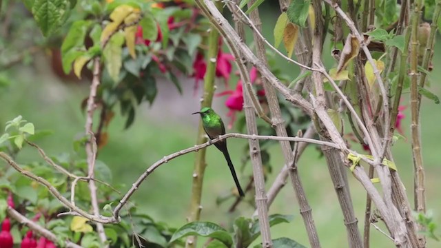 Black-tailed Trainbearer - ML399220841