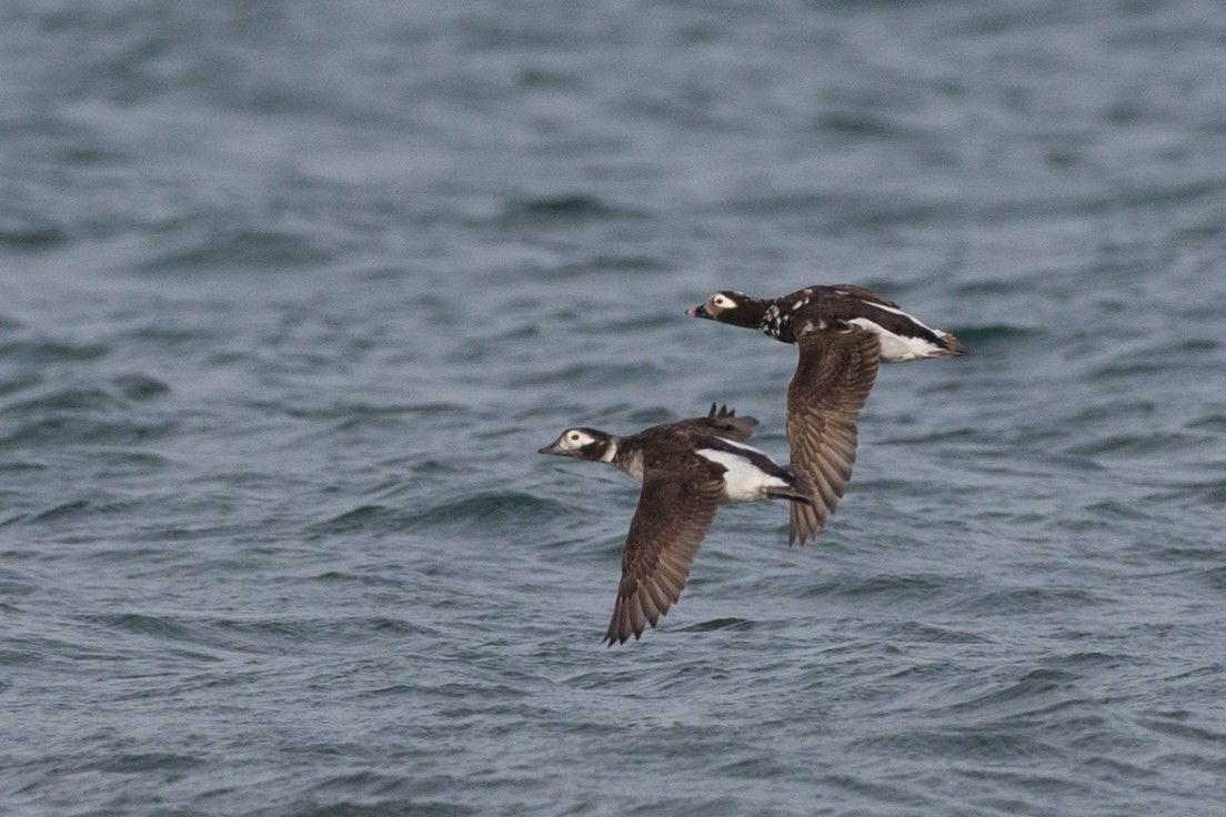 Long-tailed Duck - ML399220861