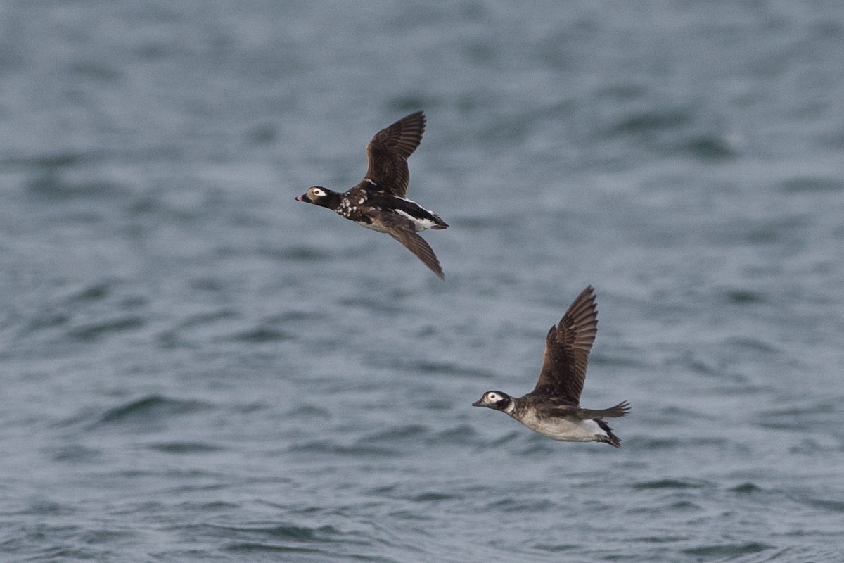 Long-tailed Duck - ML399220881