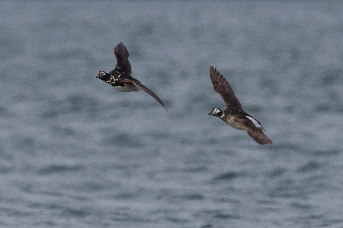 Long-tailed Duck - ML399220891