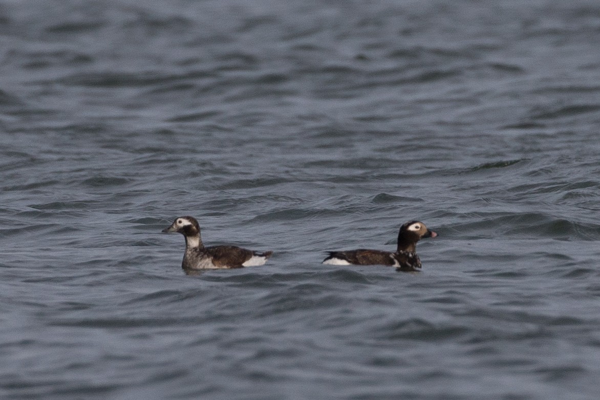 Long-tailed Duck - ML399220901