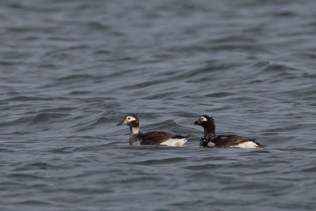 Long-tailed Duck - ML399220911