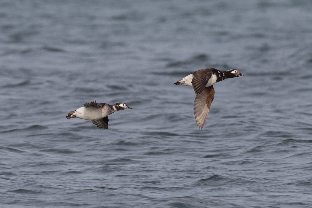 Long-tailed Duck - ML399220991