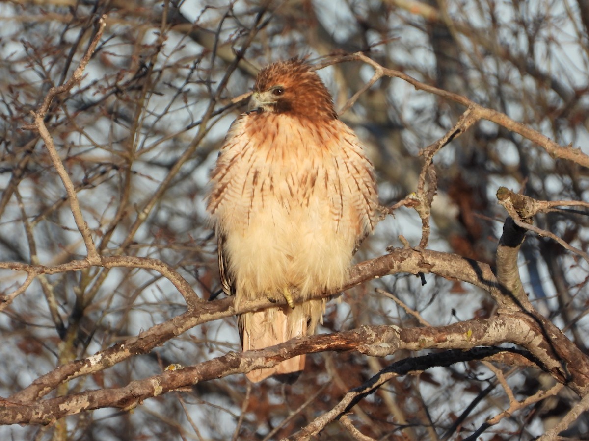 káně rudochvostá - ML399221081