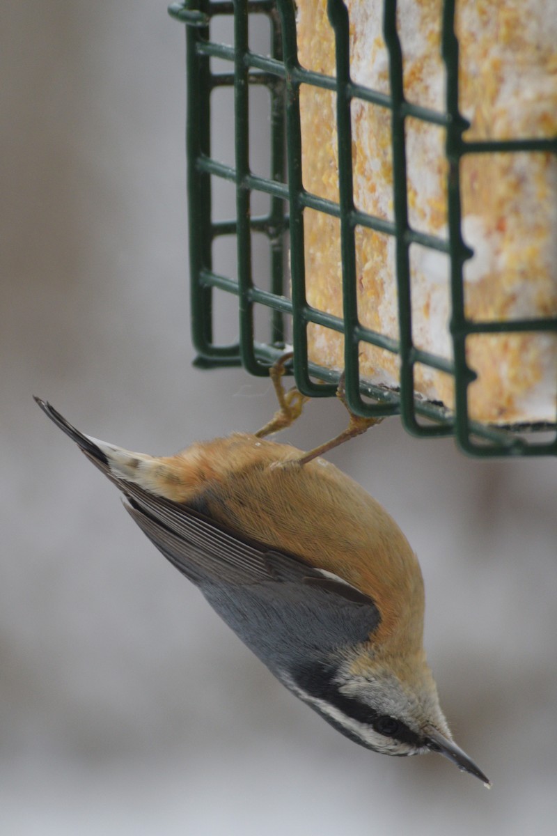 Red-breasted Nuthatch - Ariana Chavez Hayes
