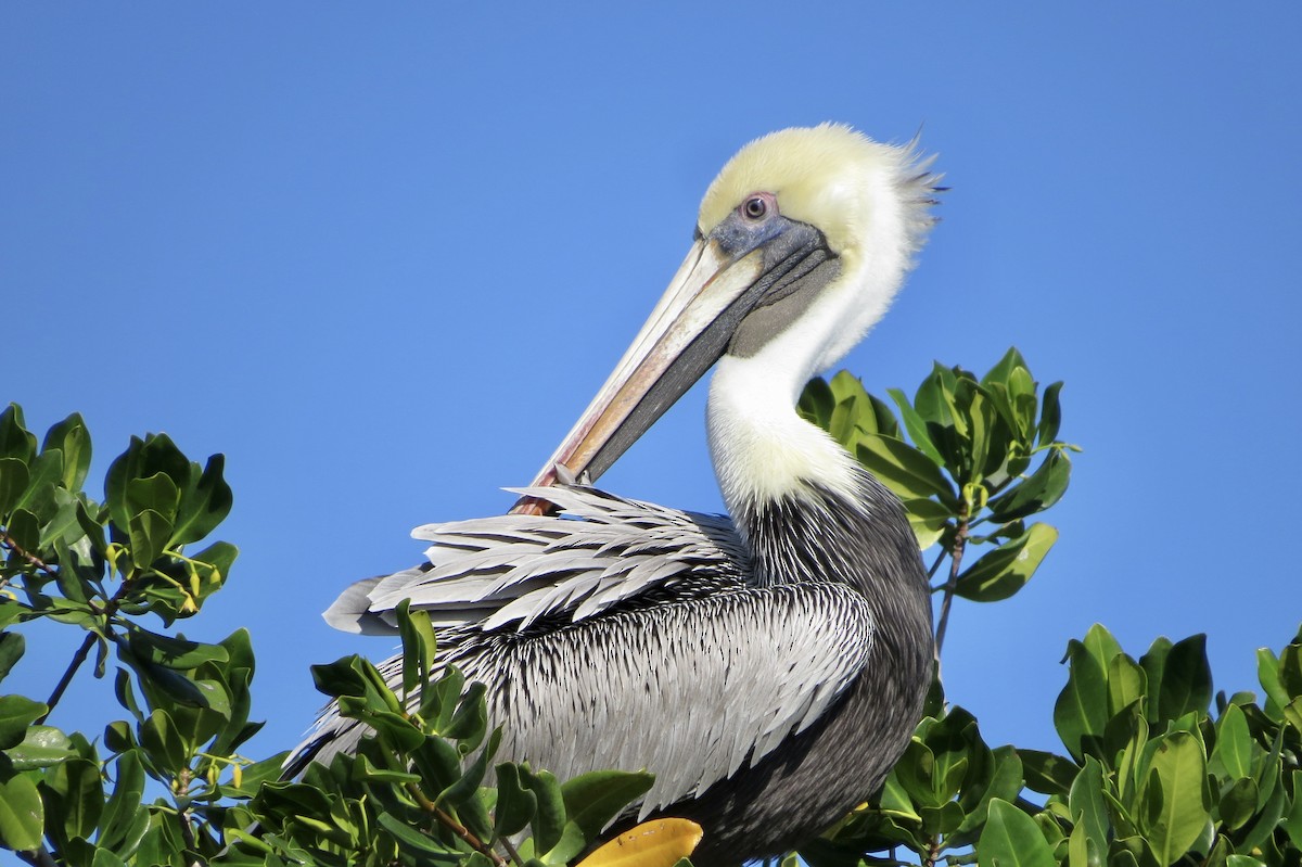 Brown Pelican - ML399221581