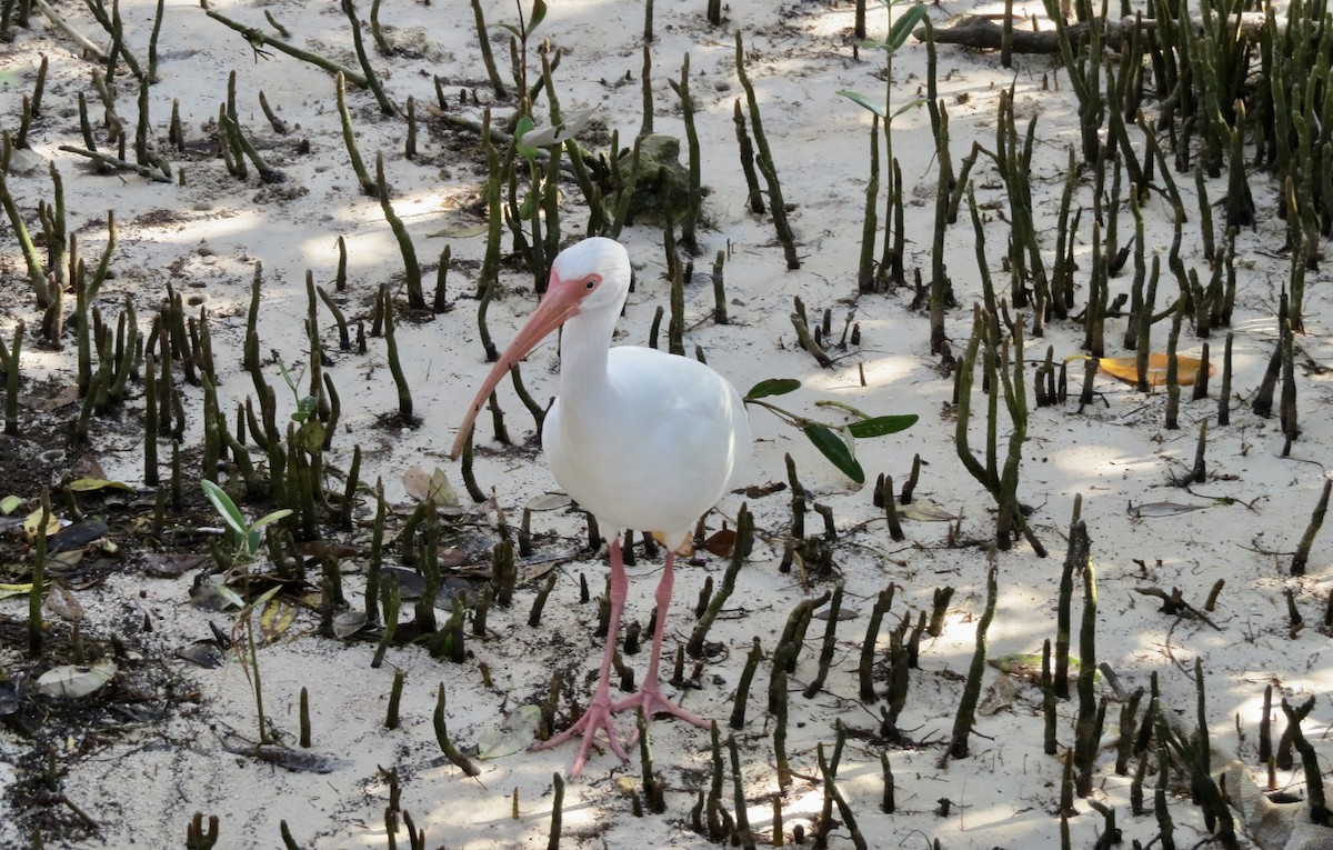 White Ibis - ML399222591