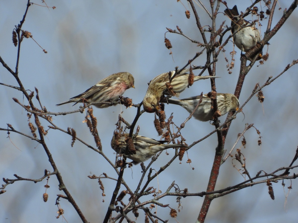 čečetka zimní (ssp. flammea/rostrata/islandica) - ML399223501