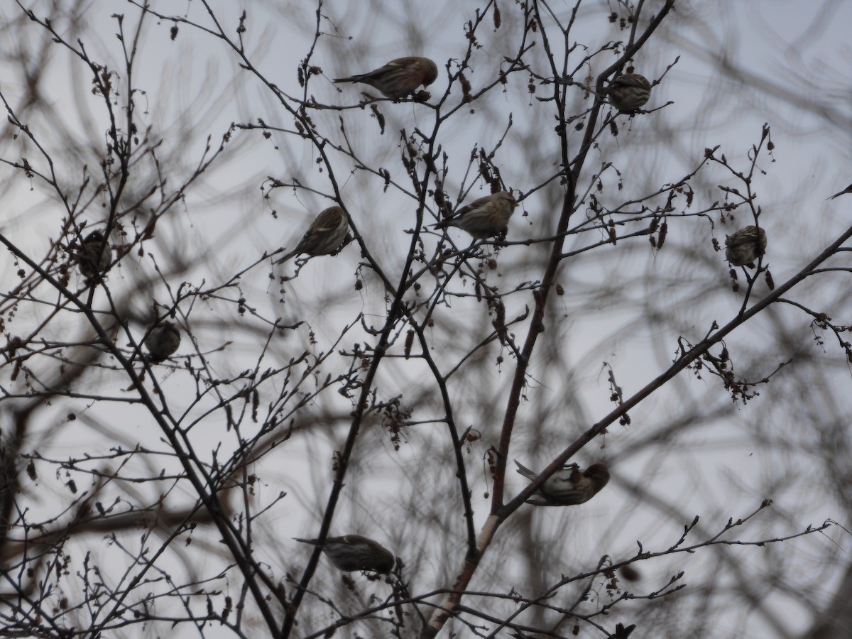 čečetka zimní (ssp. flammea/rostrata/islandica) - ML399223691