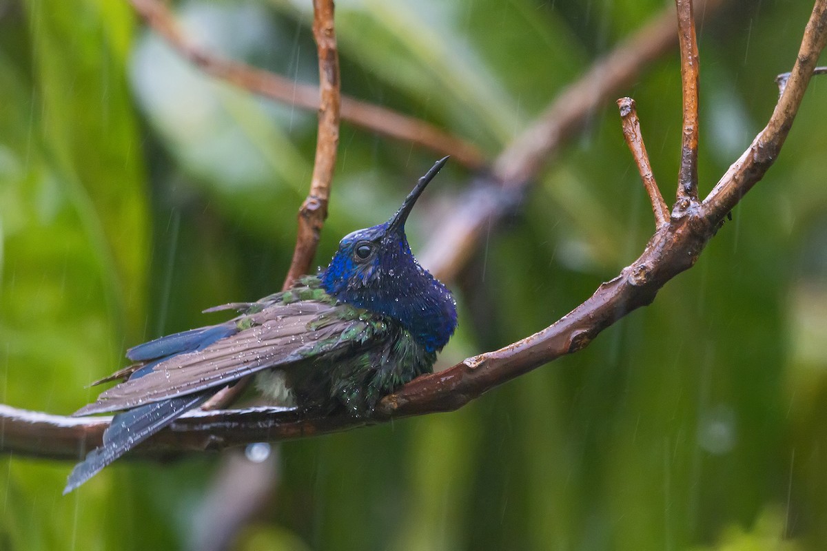 Swallow-tailed Hummingbird - ML399224171