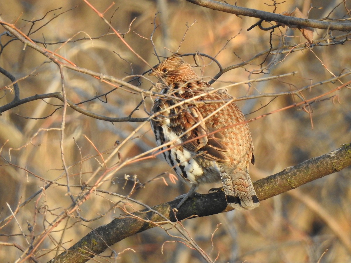 Ruffed Grouse - ML399224691