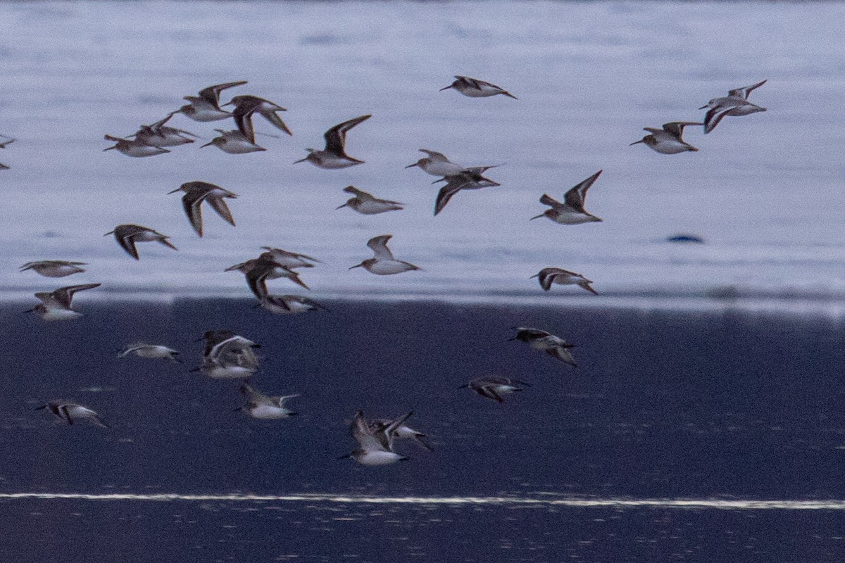 Bécasseau sanderling - ML399224701