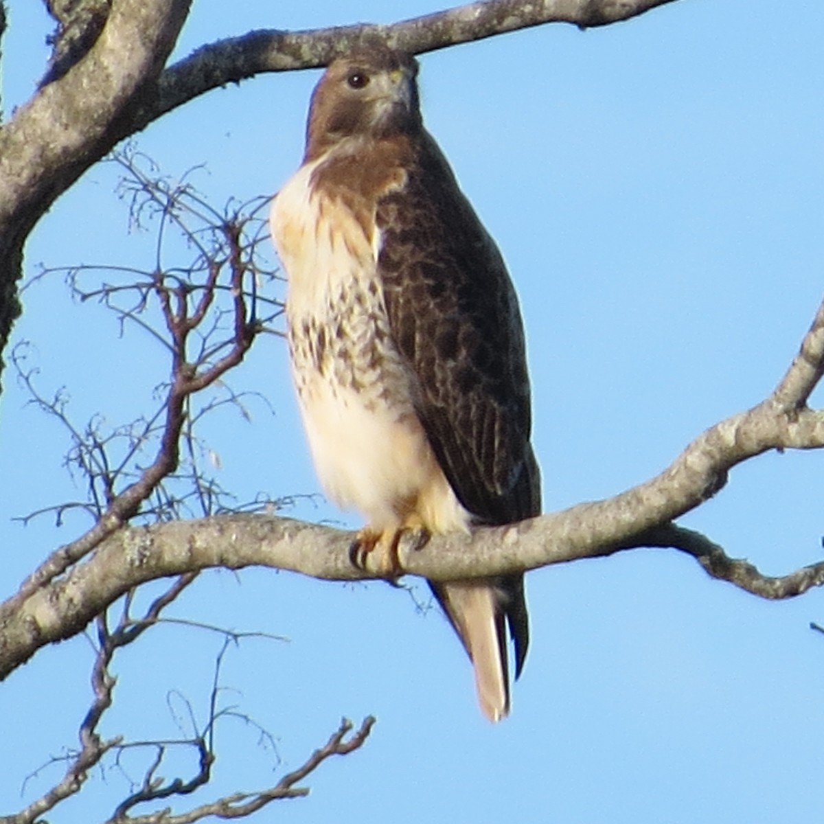 Red-tailed Hawk - Albert Connette