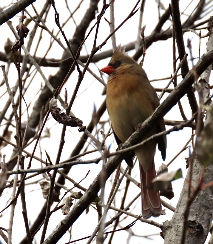 Northern Cardinal - ML399226681