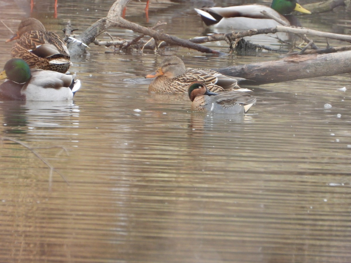 čírka obecná - ML399226761