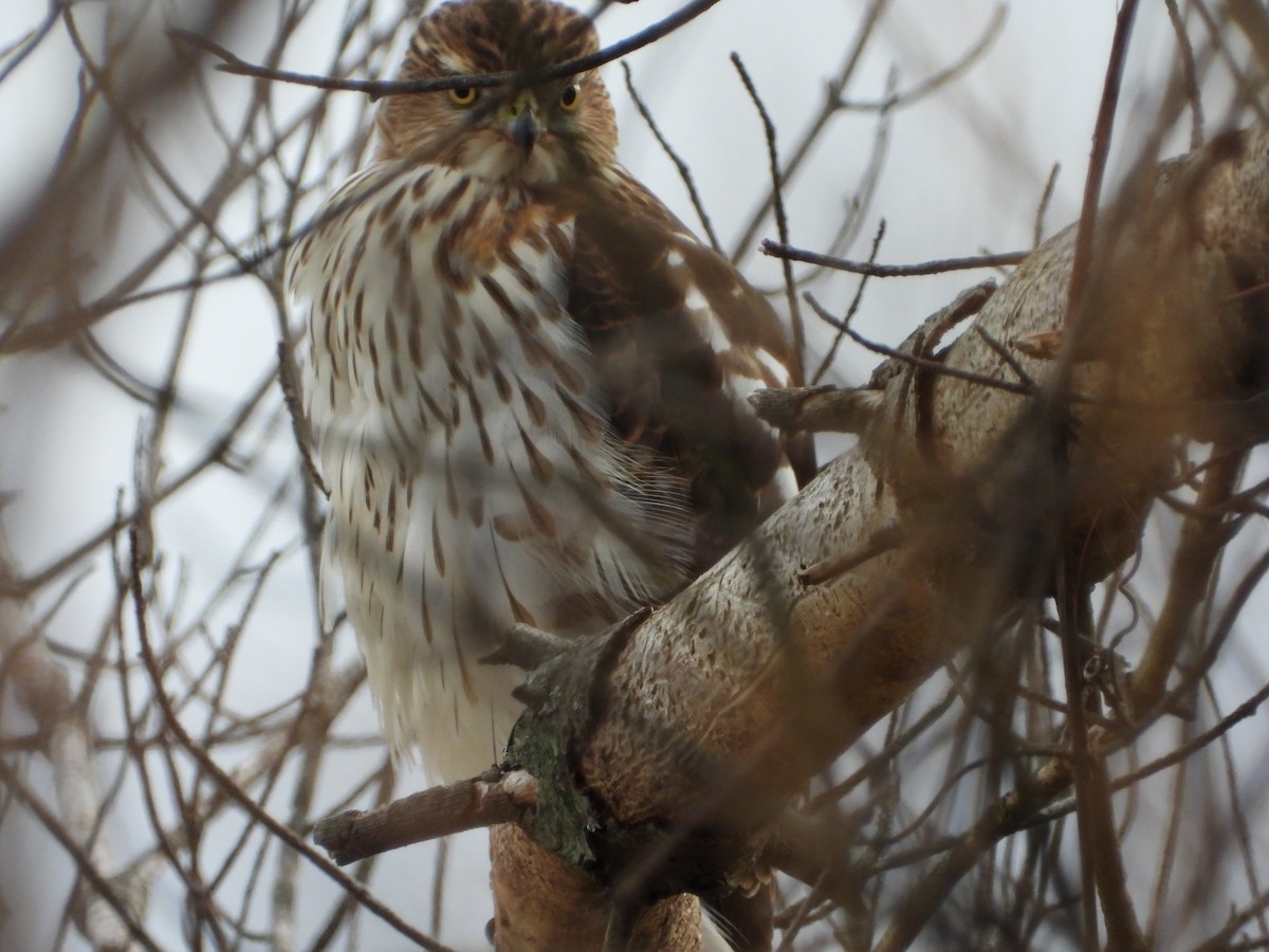 jestřáb americký - ML399226931