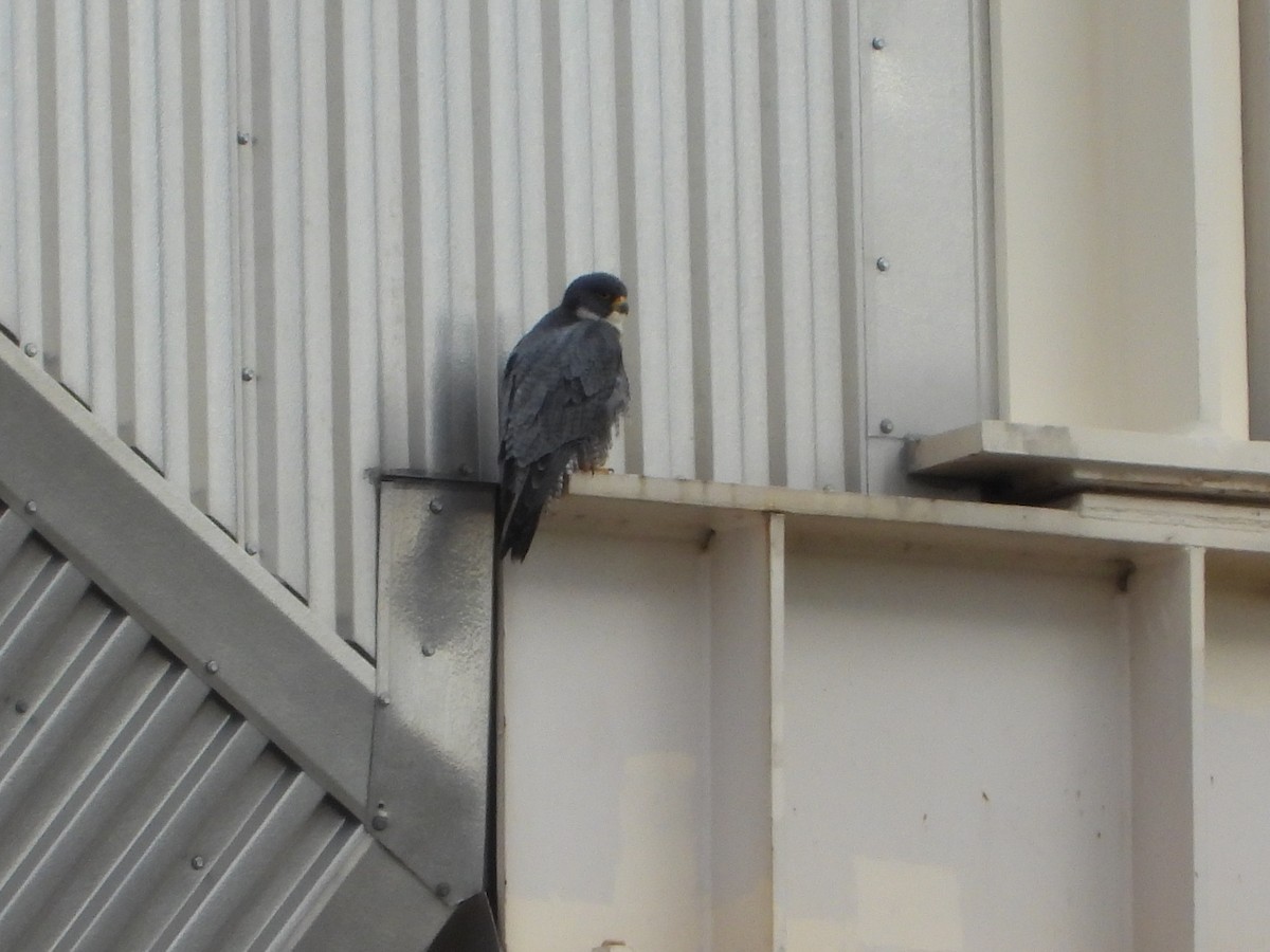 sokol stěhovavý - ML399226961