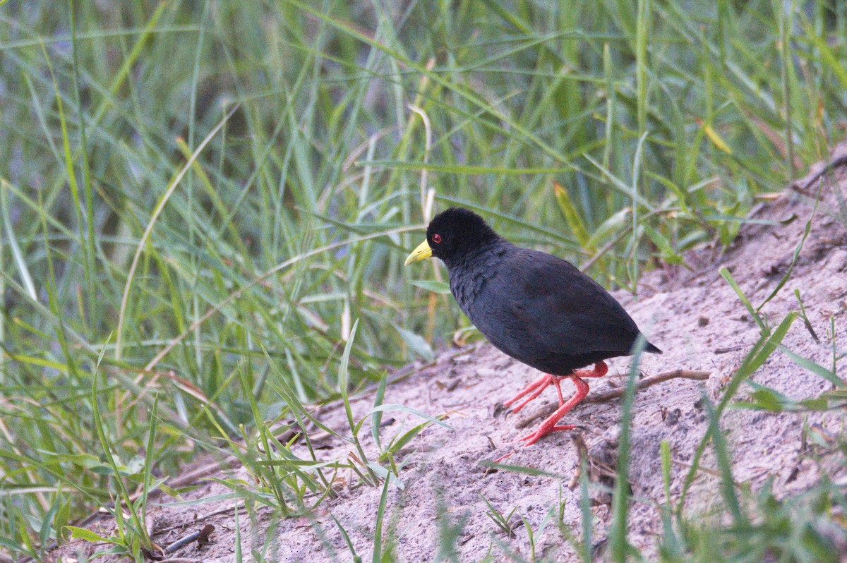 Black Crake - Leslie Correia