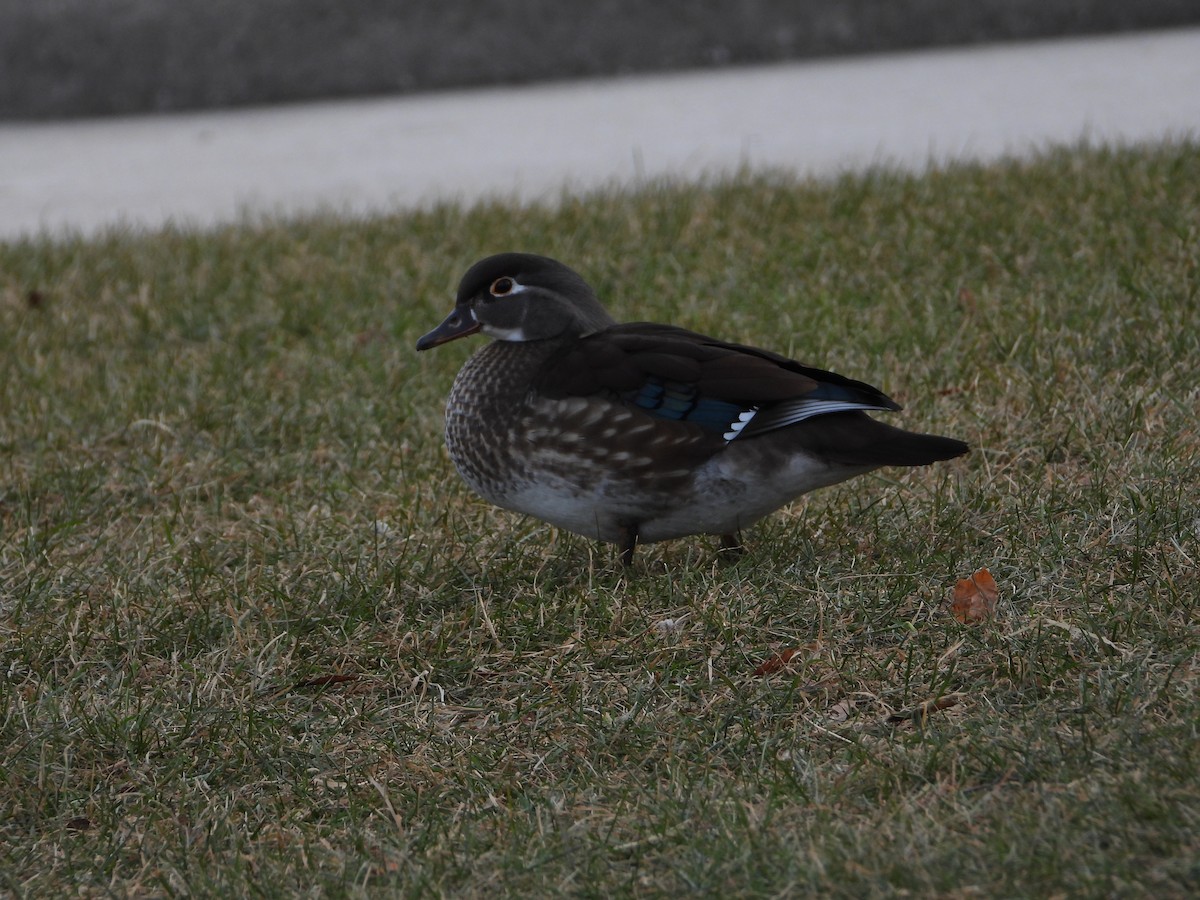 kachnička karolínská - ML399227701