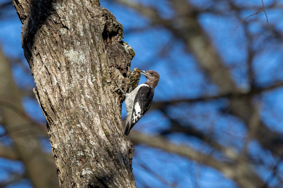 Red-bellied Woodpecker - Gretchen Locy