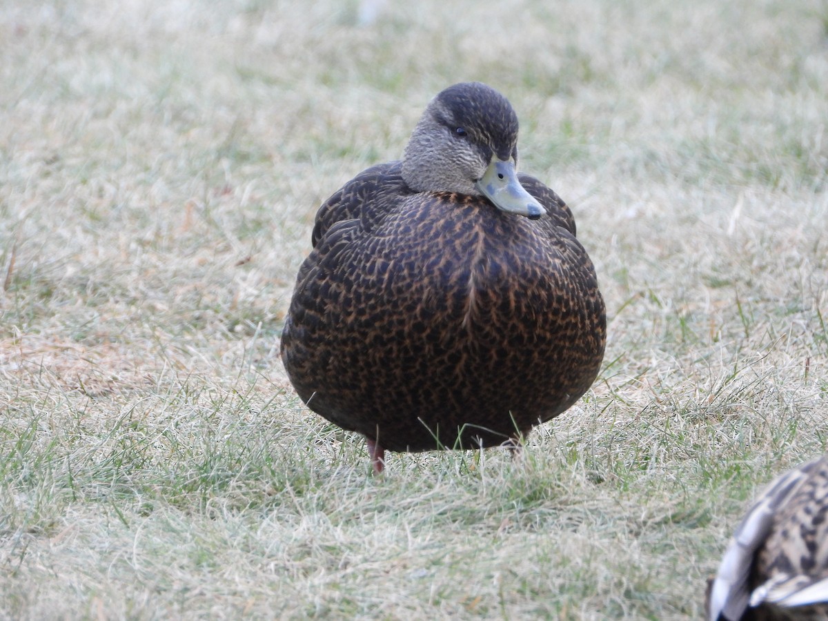 kachna tmavá - ML399227791