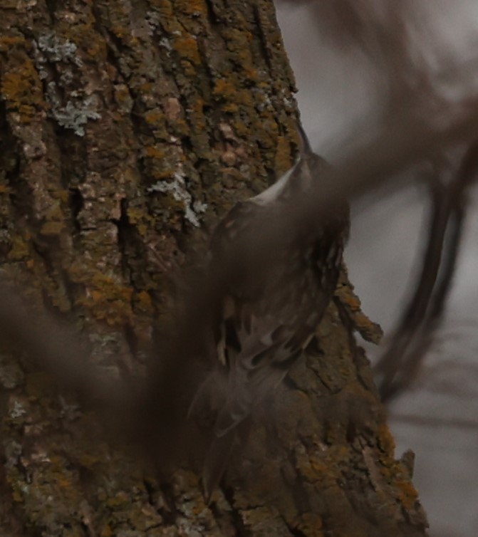 Brown Creeper - ML399233711