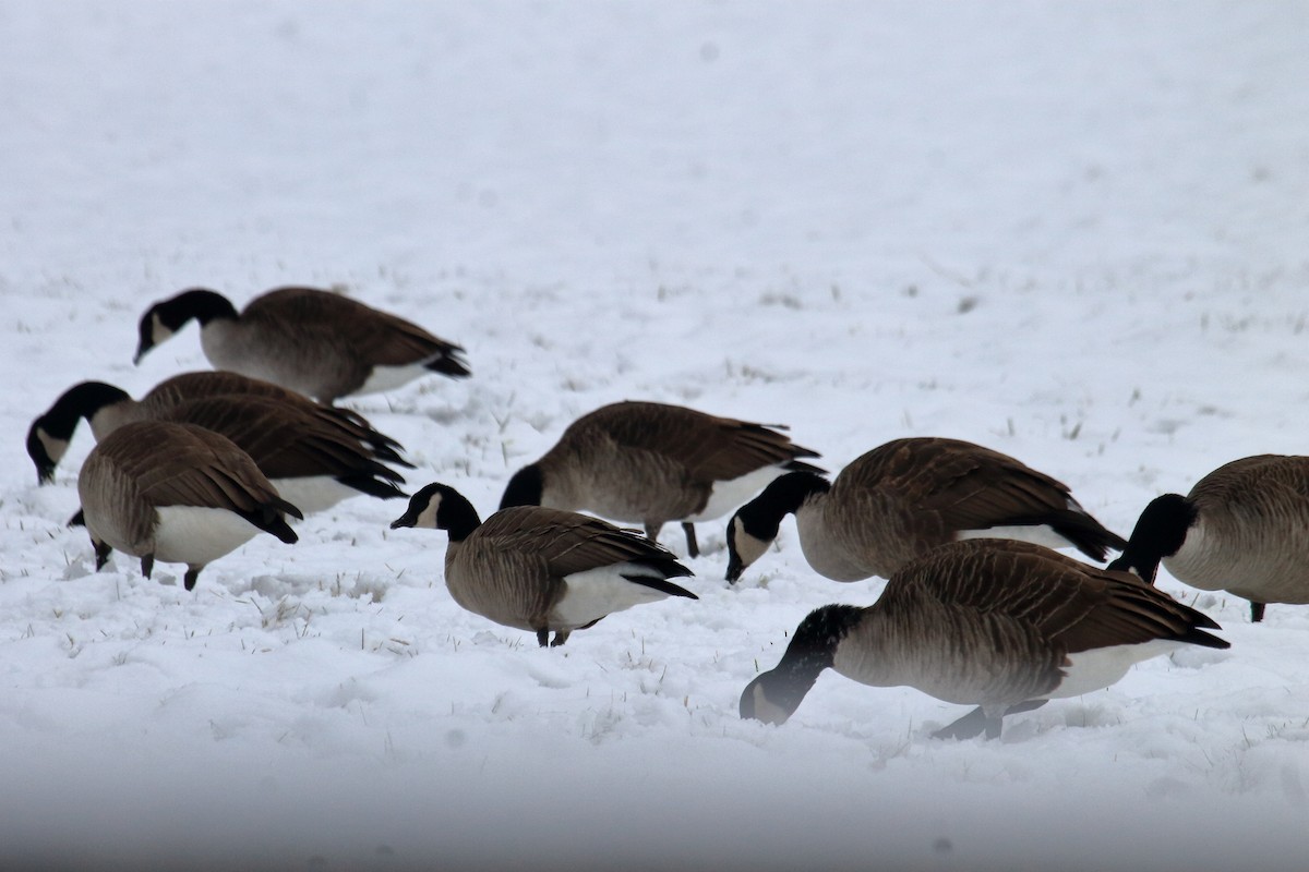 Cackling Goose - Jenna Rosen