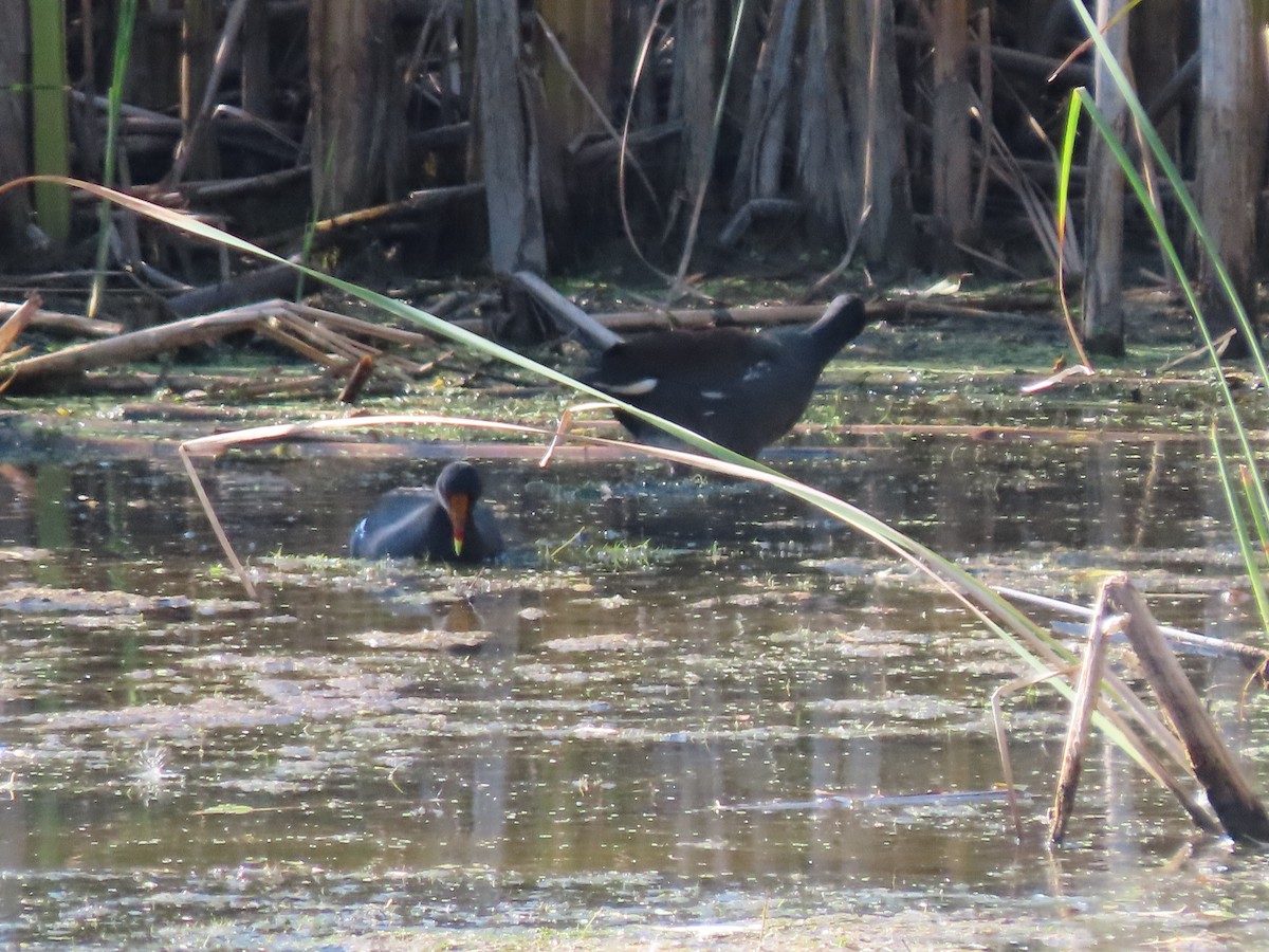 Gallinule d'Amérique - ML399238051