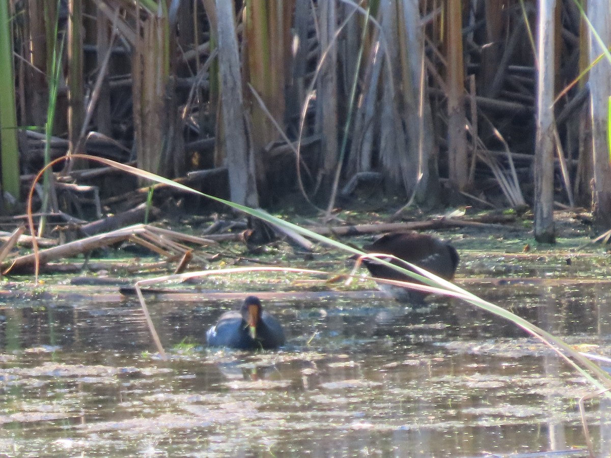 Gallinule d'Amérique - ML399238061