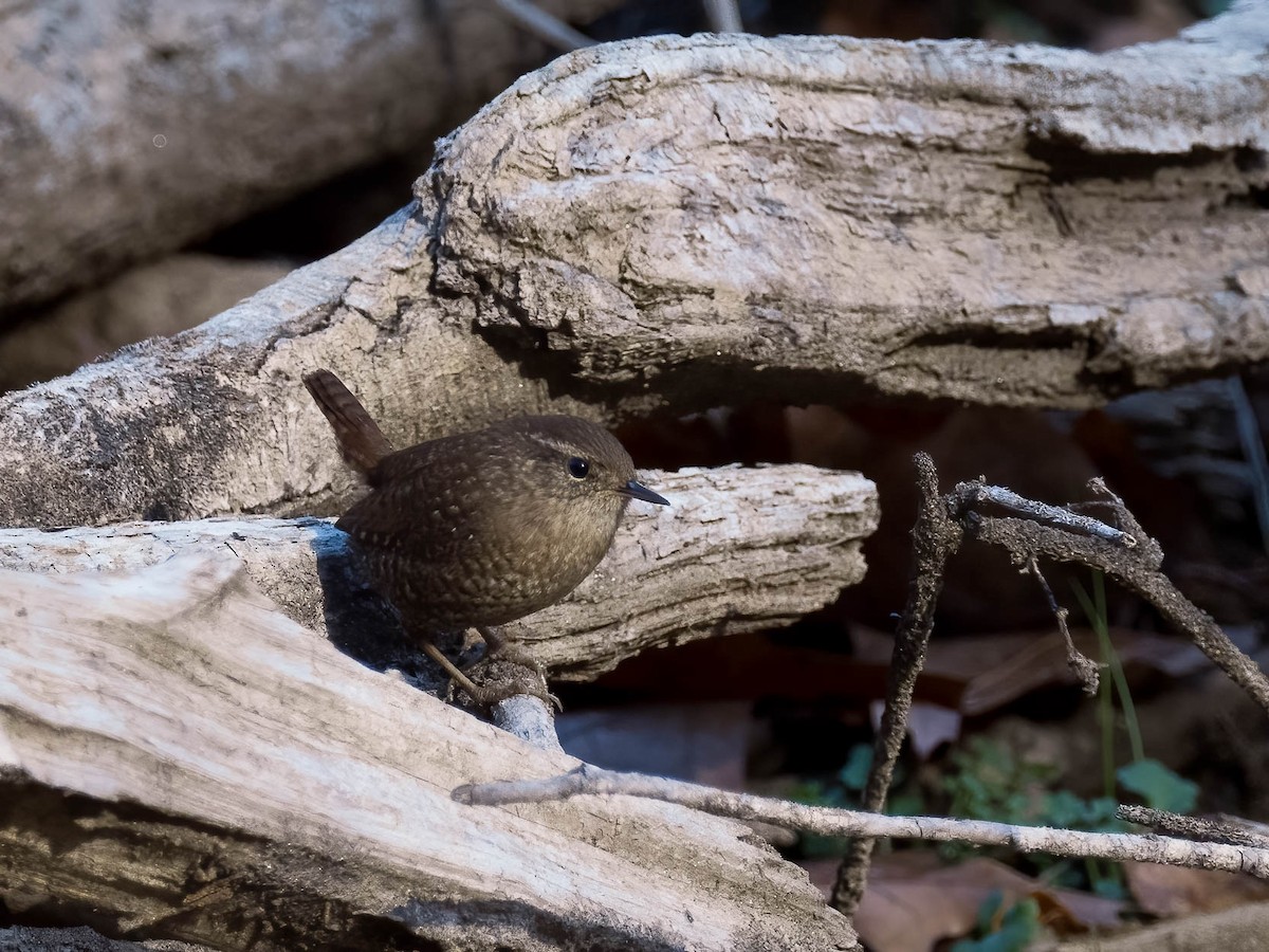 Winter Wren - Matt Southgate