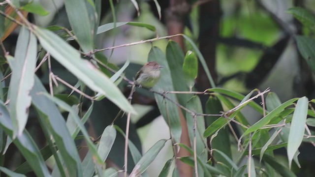 Scale-crested Pygmy-Tyrant - ML399243041